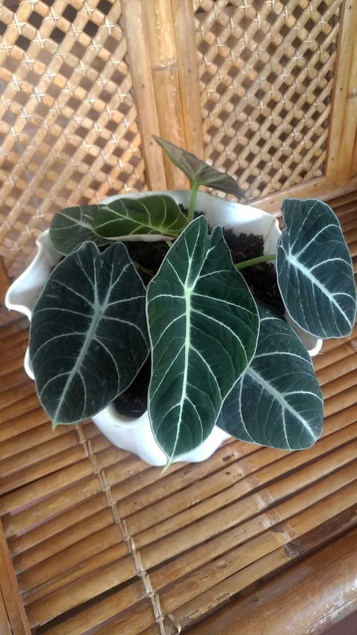 keladi