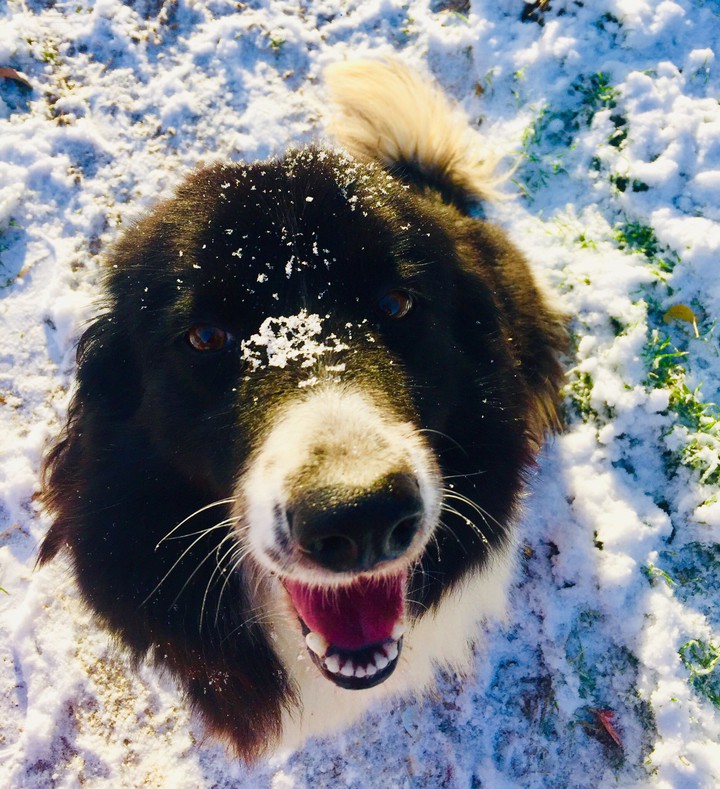 My dog