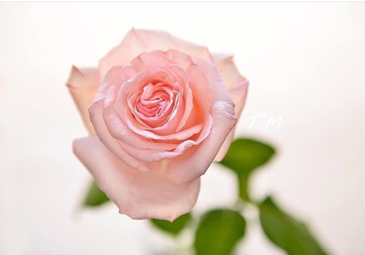 soft beauty