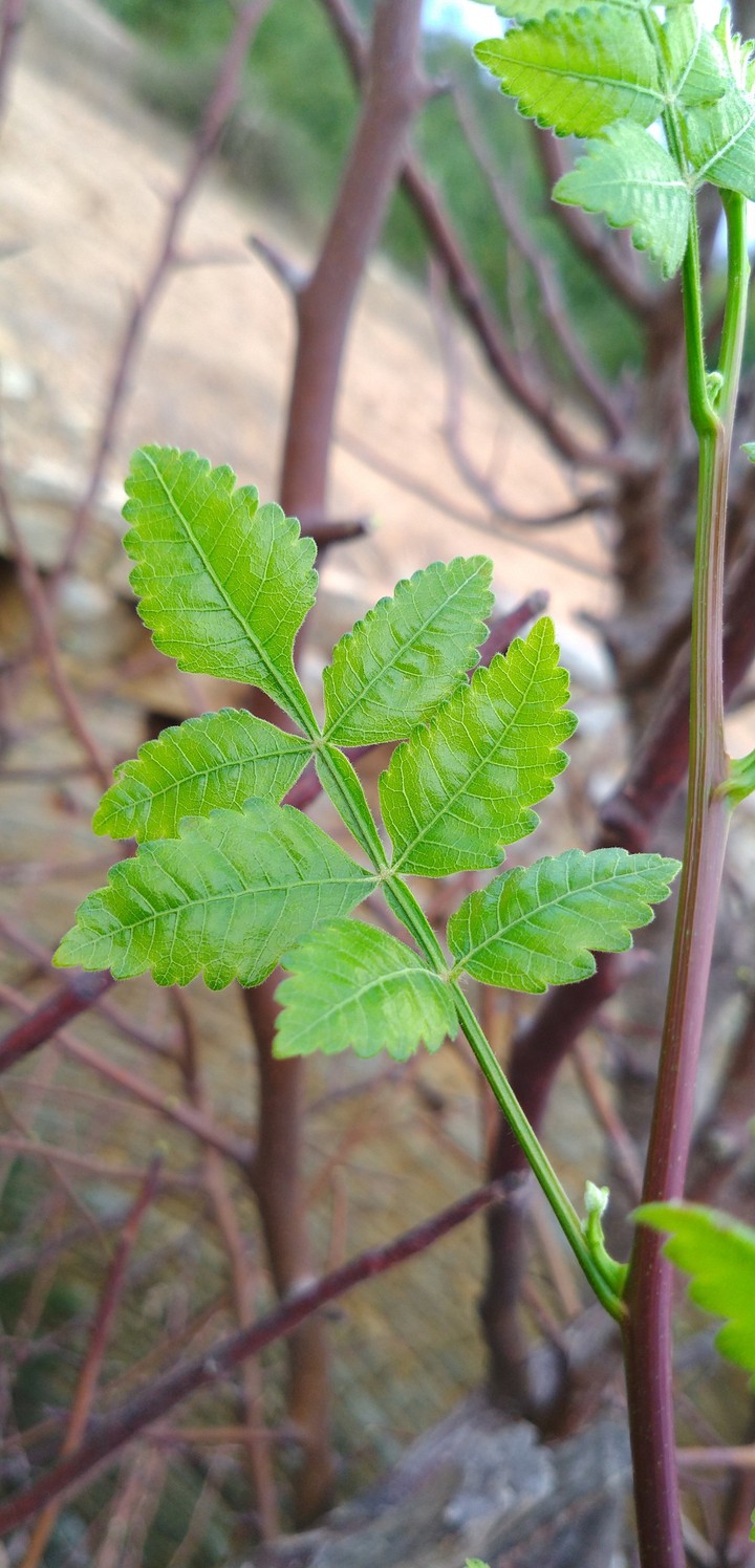 Leaves