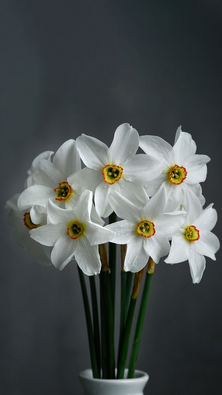 Daisy