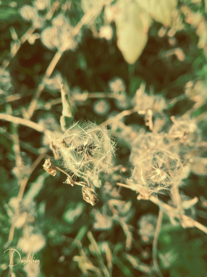 Dandelion