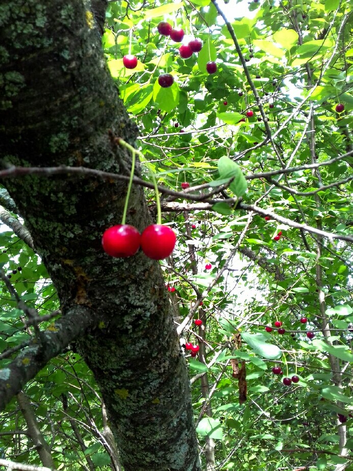 Cherry