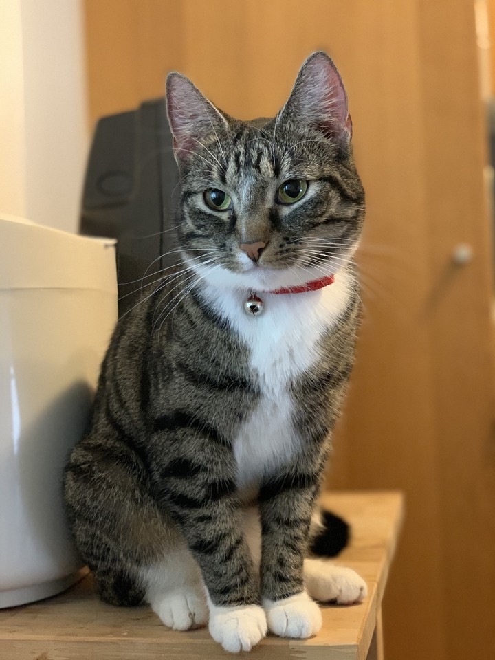Cute Cat