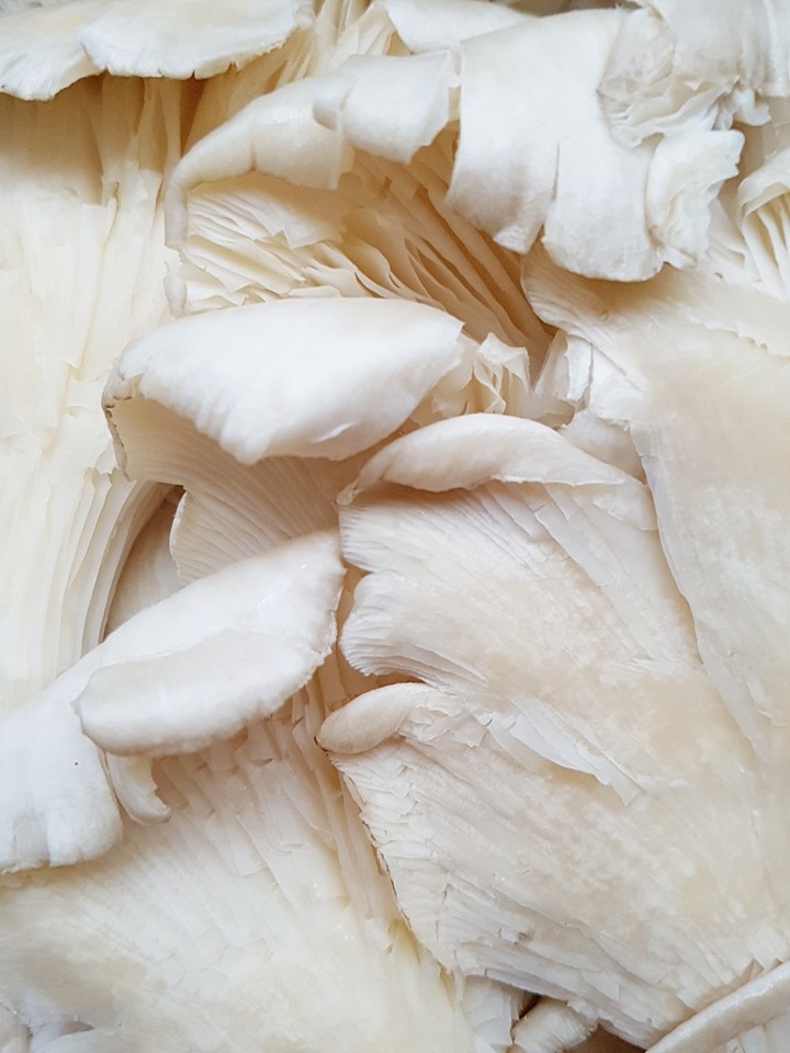 Mushrooms