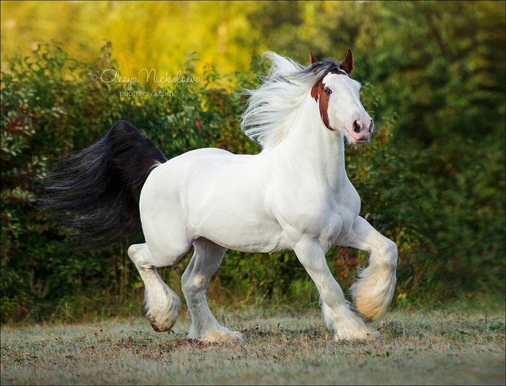 tinker horse