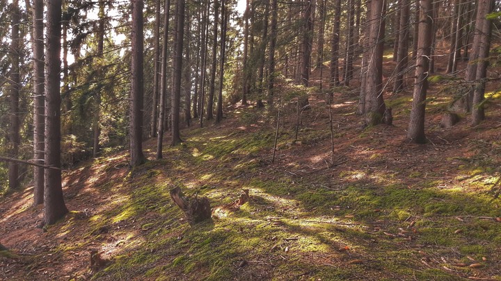 Bear in the Forest