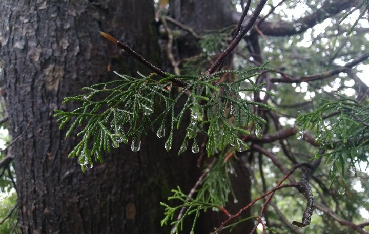 dew.