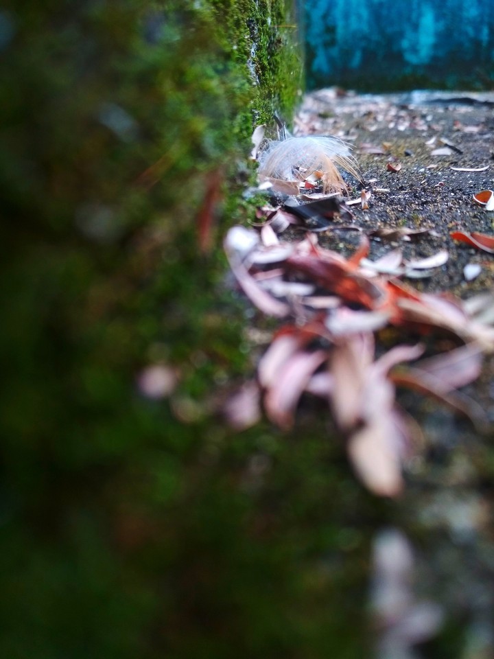 feather