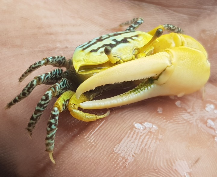 Crab
