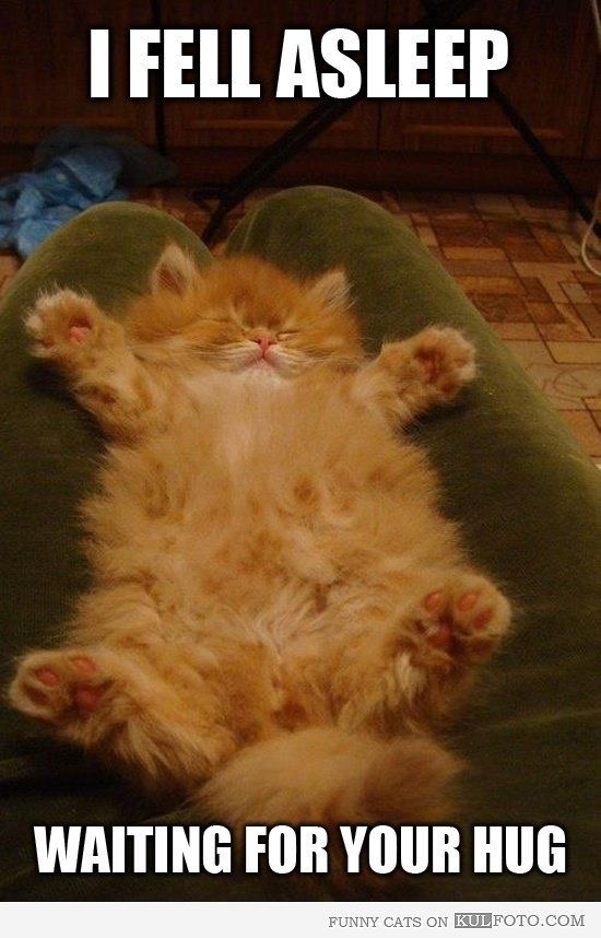 Cat hug