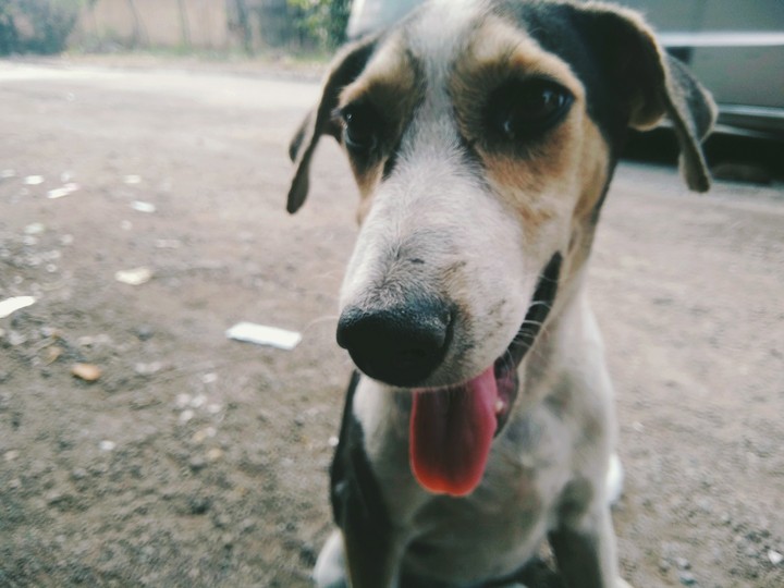 shy pup
