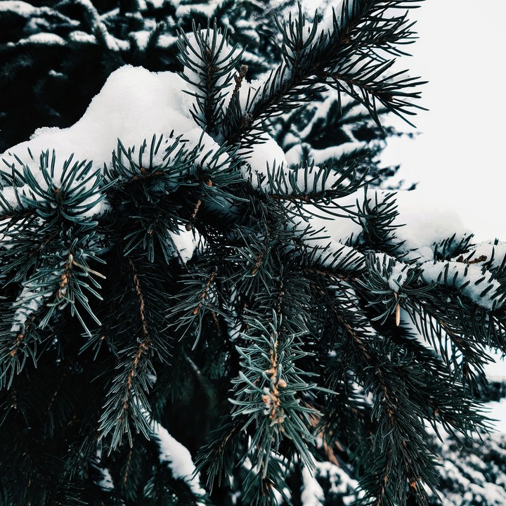 snowy