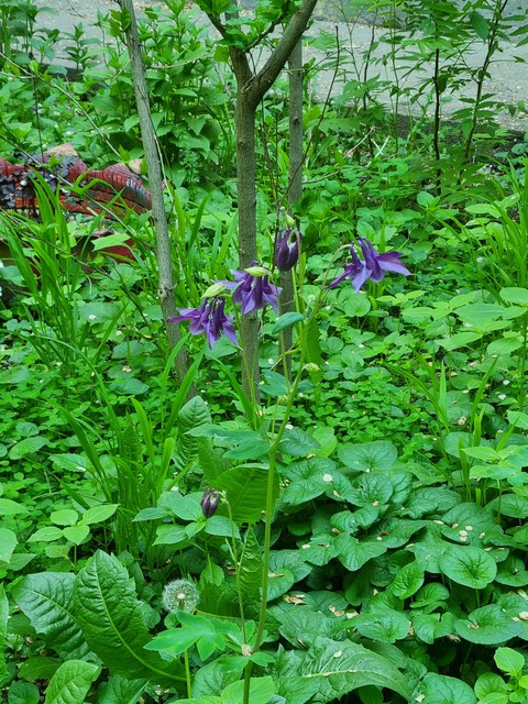 тапети groundcover, subshrub
