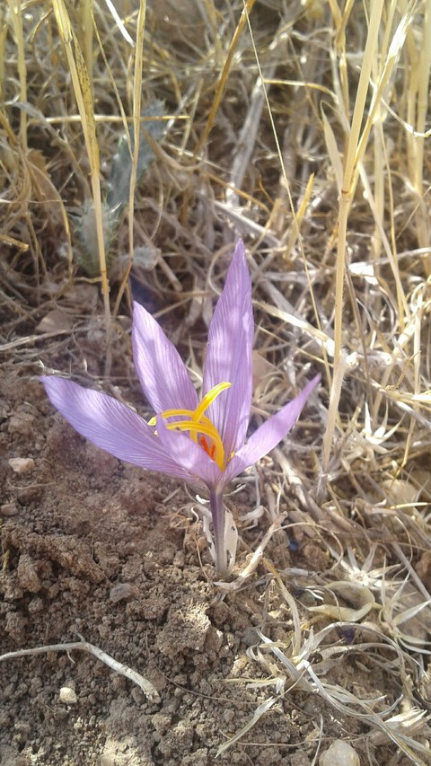 Beautiful flower