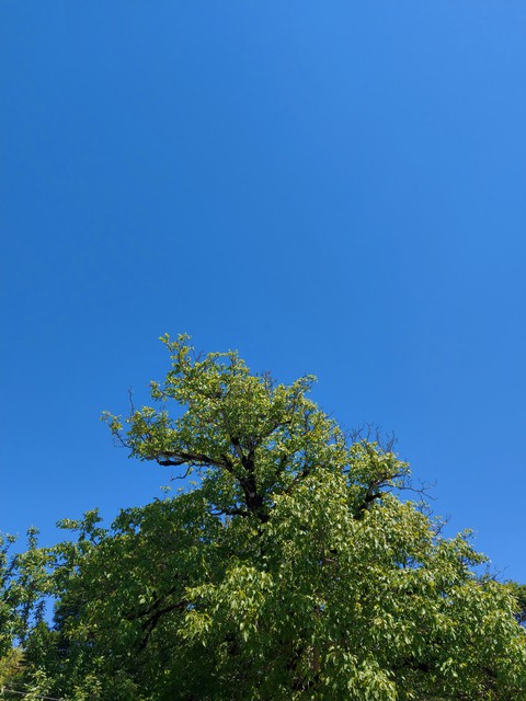 nature