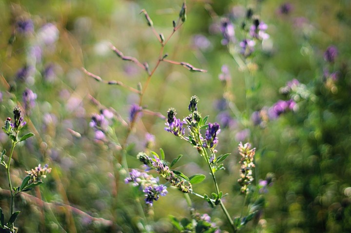flowers