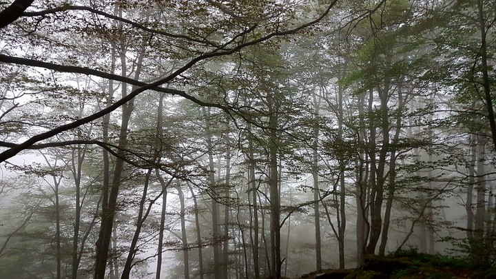 forêt