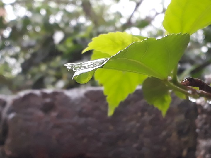 water drops