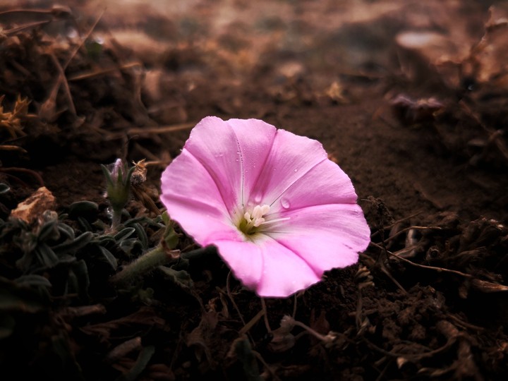 Velvety Purple (Leica)