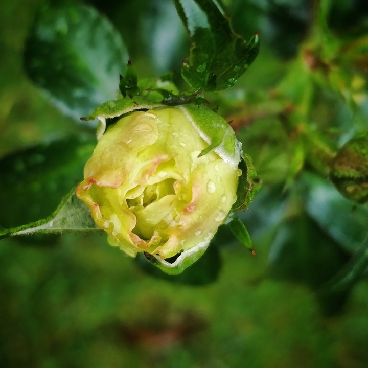 Green rose