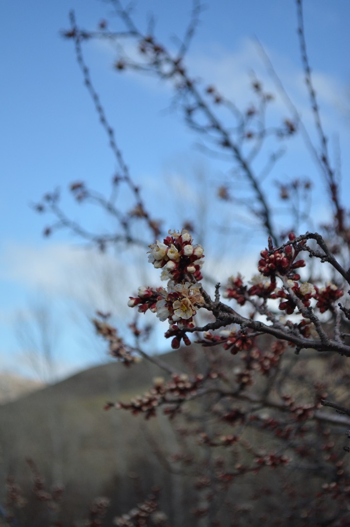 Flower?