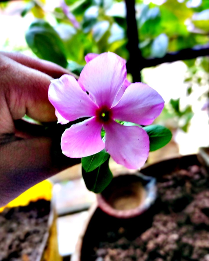 flowers