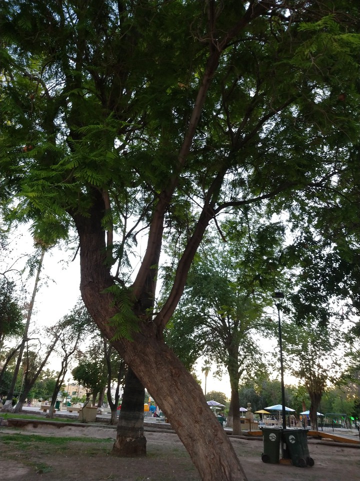 trees