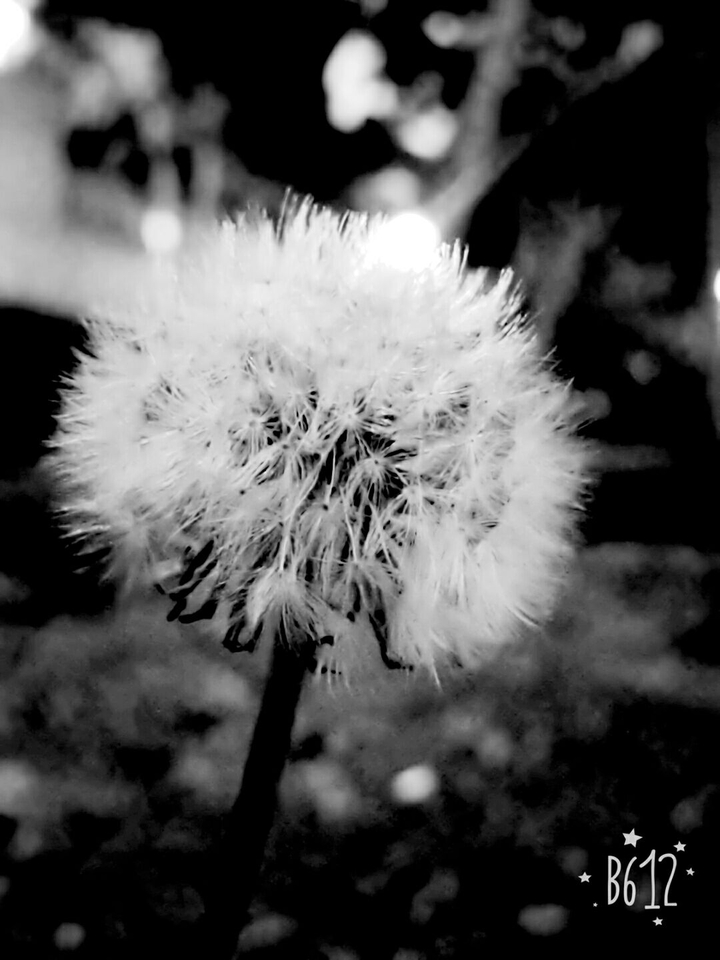 dandelion