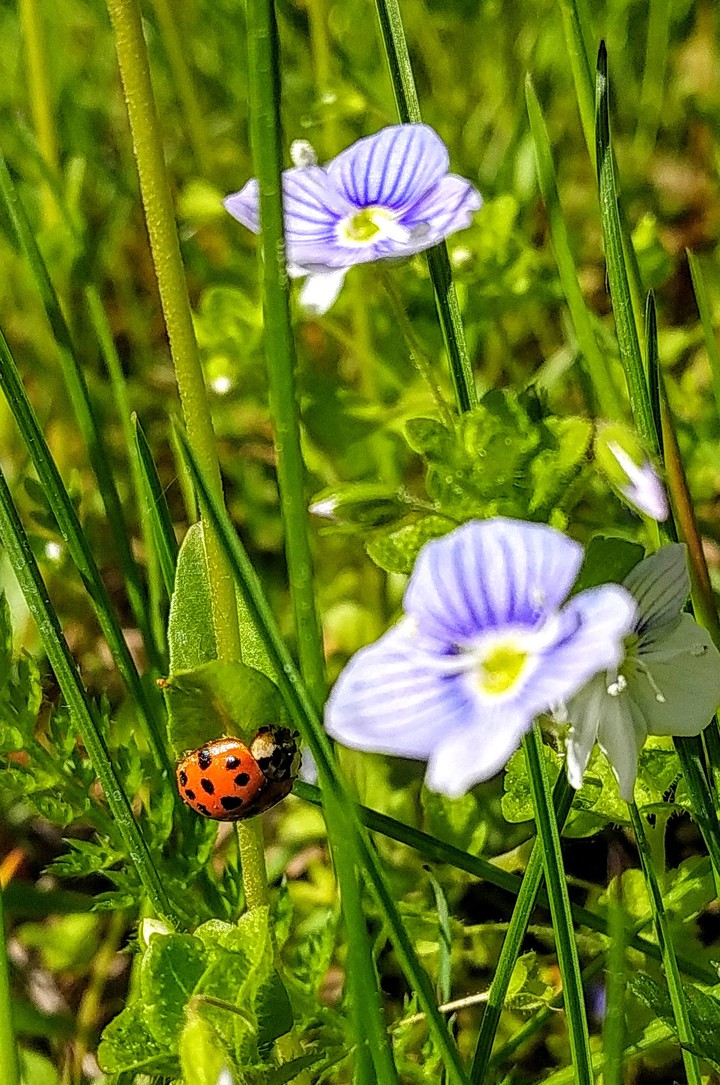 Ladybug