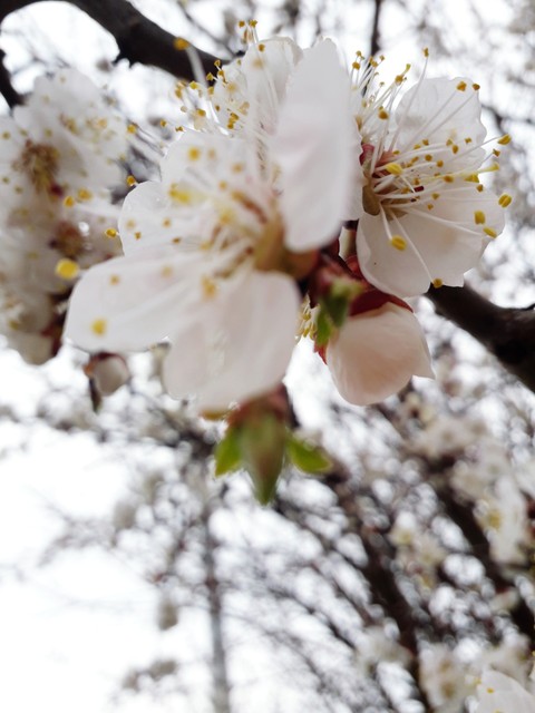 spring came