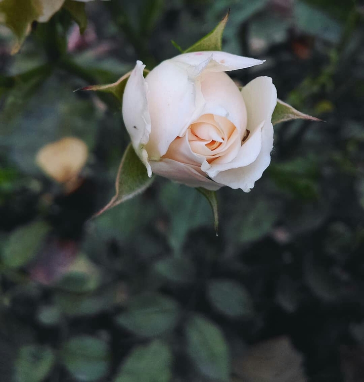 rose
