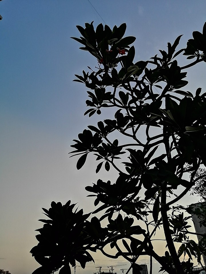 Leaves