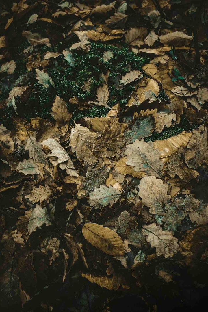 leafs