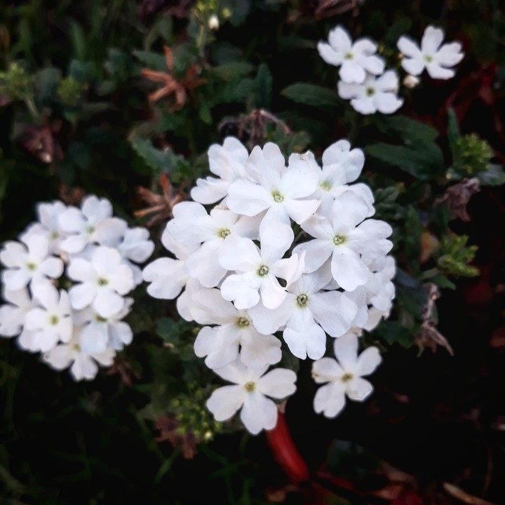 white flowers