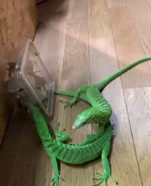 ♡♡♡ Smaragdwaran