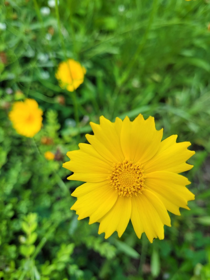 glod flower