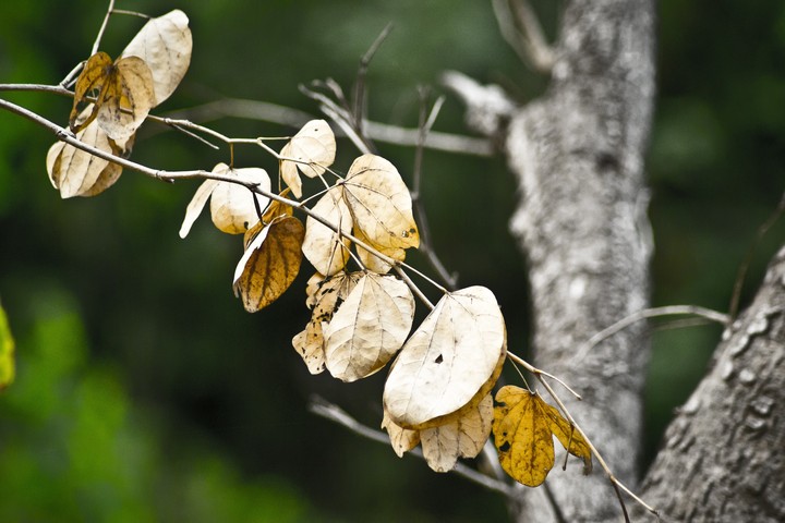 leaves