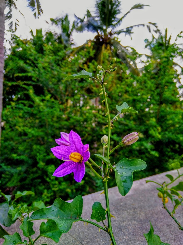 purple flower
