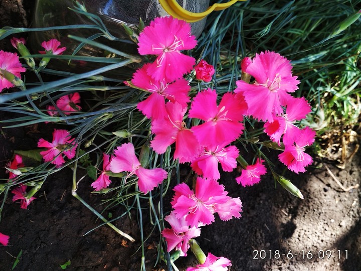Pink cornflowers