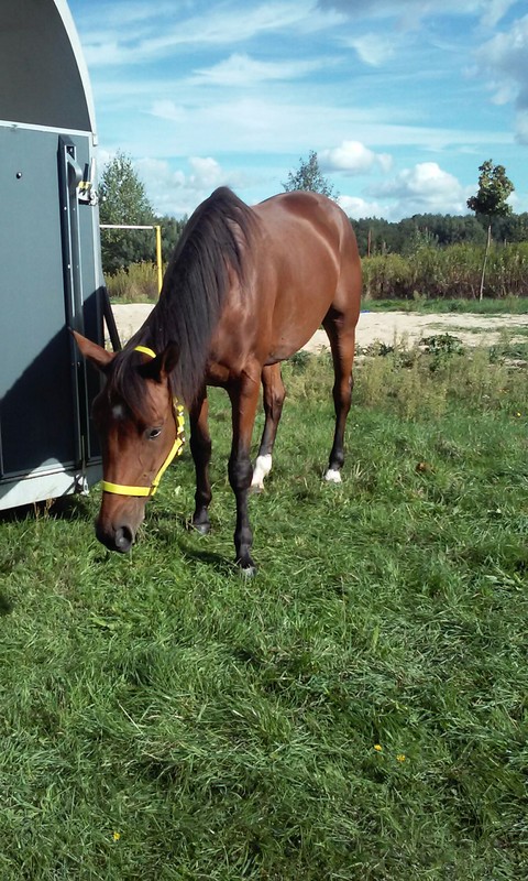 Horse