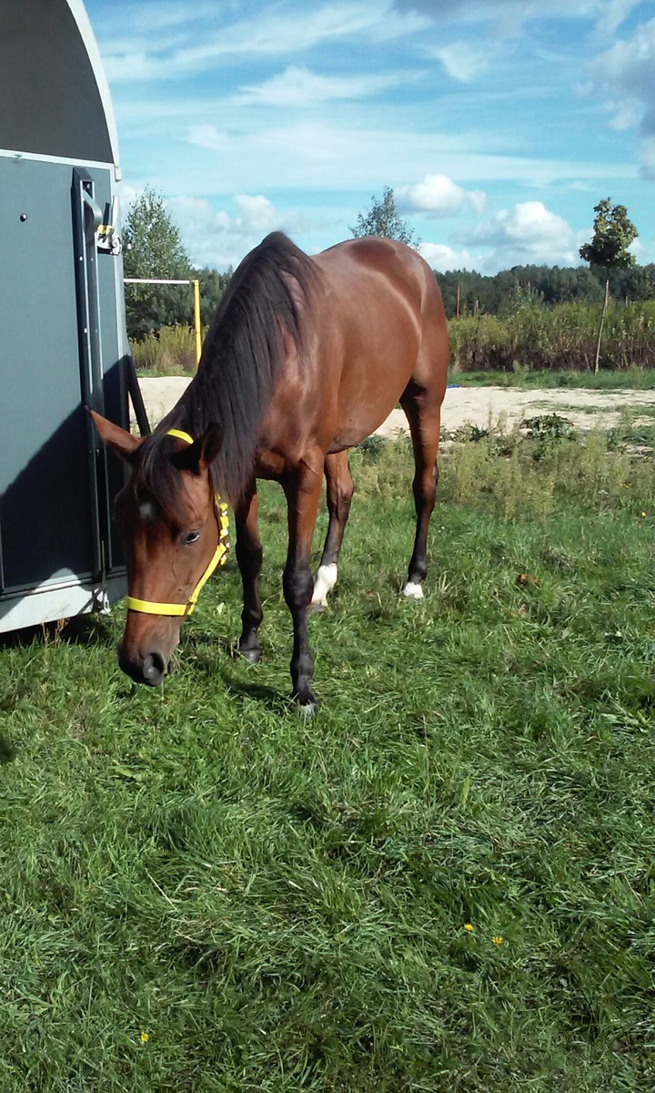 Horse