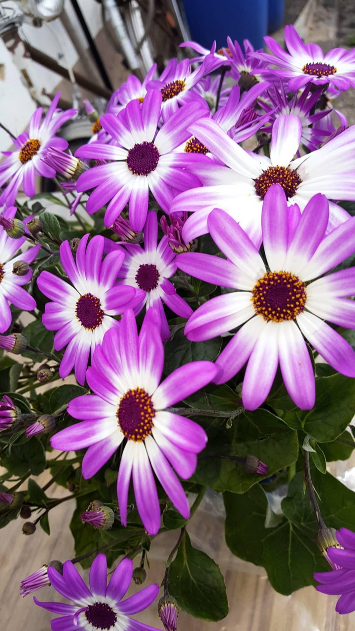 Blume