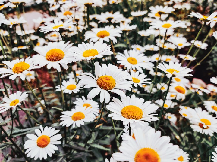chamomile flower