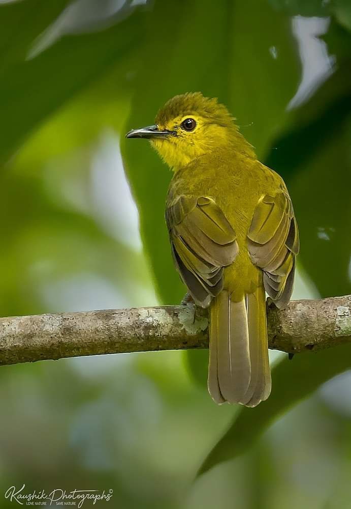 Bird ?