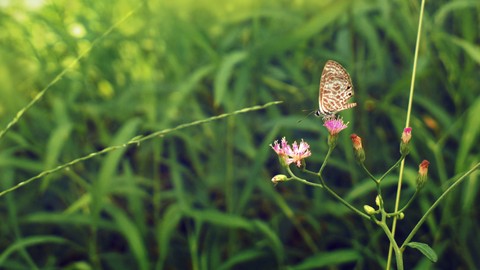 fonds d'écran flower, grass