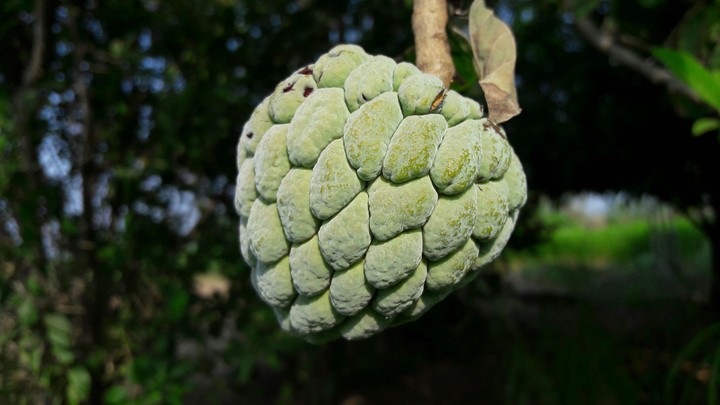 fruit