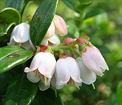 lingonberry blossoms