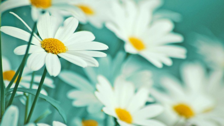 beautiful flowers