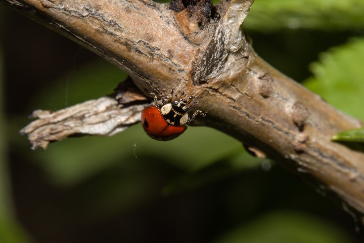 bugs